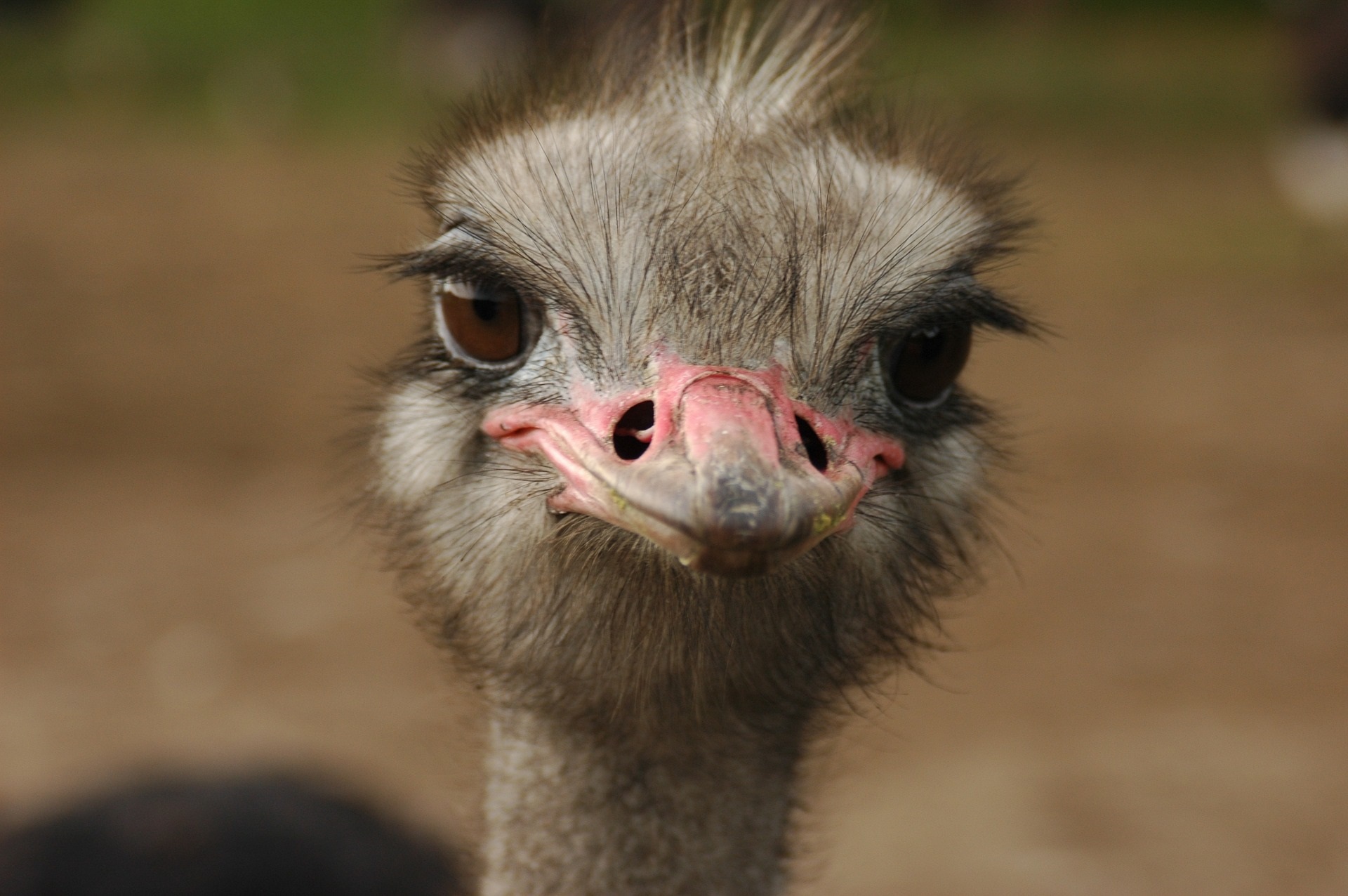 Struisvogels, katten en ondernemers